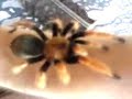 Brachypelma Boehmei L10 Brachypelma Boehmei L10