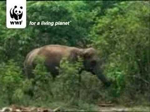 Asian Elephant