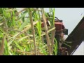 Click here to watch this video Application Movie CEV Alcool production, Brazil