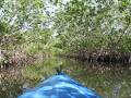 Kayaking Charlotte Harbor's Woolverton Trail