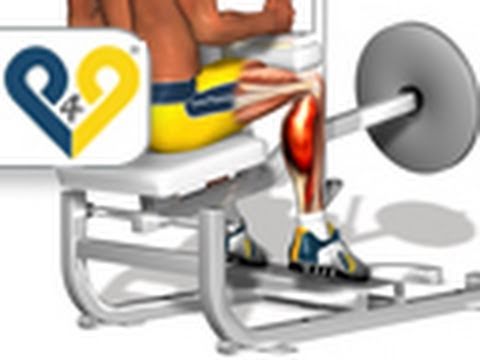 musculation mollets - mollets assis