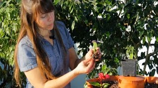 Garden Tower Planting Seeds and Plants
