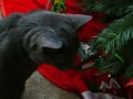 Cute Grey Kitten, Zeena. Purrs Cute Grey Kitten, Zeena. Purrs