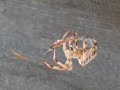 Spider Killing a Millipede - Scary!