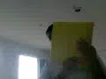 GAVI GAVI