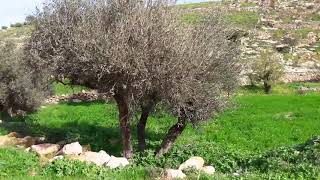 يطا . الريحيه . واد الساده . يطا . جنوب الخليل