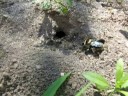 Beetle / Acho que � um besouro meio amarelo cavando um buraco ! ??