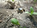 Beetle / Acho que é um besouro meio amarelo cavando um buraco ! 甲虫