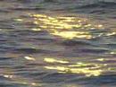 Palm Beach Sunrise Meditation by Sushi Jo