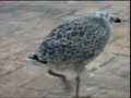 Gaviota, 30 dias