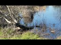 Open video
