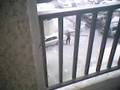 El A7ad El Aswad- microbe(Bolo&Kimo)(* tripoli *)