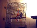 hidden camera reveals bird saying wierd stuff and baby talk.