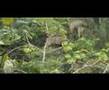 videos de Tiskita Jungle Lodge