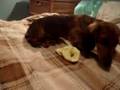 Salchicha video