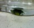 Tortuga del KaS nadando y asomandose