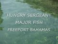 SERGEANT MAJOR FISH