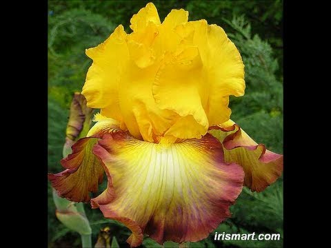 how to care for bearded iris