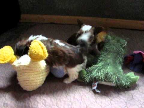 Shorkie Puppies bred for the BEST HEALTH 