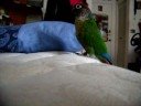 JUST POLLY
