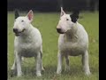 -funny-animals-2-.html