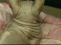 Naked Cat : Sphinx