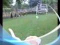 Labrador Retriever video