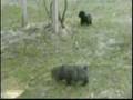 Boyero de Flandes video