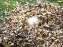 Chile in the leaf pile