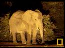 Petes Pond Ellies 7jan08 pm pt2 Petes Pond Ellies 7jan08 pm pt2