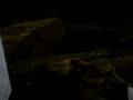 videos de Bichirs closeup