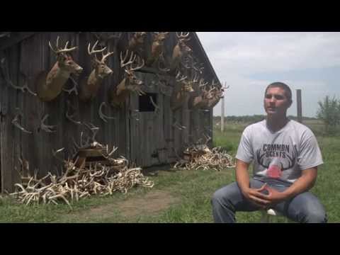 how to collect deer urine