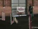AKC JWW Nov. 11, 2007