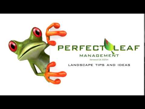 how to fertilize tall fescue