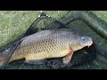     32lb Carp from the St. Lawrence, Ontario Canada!