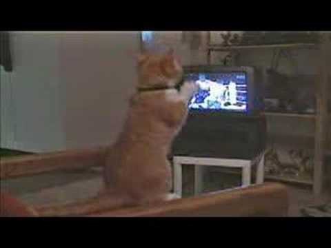 Gato Viendo Boxeo