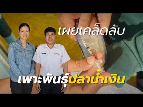เผยเคล็ดลับ การเพาะพันธุ์ปลาน้ำเงิน โดยศูนย์วิจัยและพัฒนาการเพาะเลี้ยงสัตว์น้ำจืด จังหวัดชัยนาท