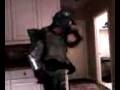 videos de halo master chief costume (homemade)