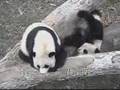 videos de Tia Shan Wants To Play
