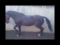 Trot Left