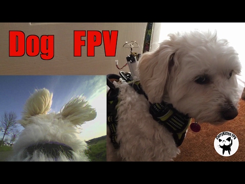 Dog based FPV using the Banggood TX03 VTX/Camera