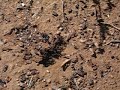 Crazy ants