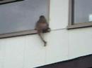 Miyajima monkey!