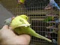 Baby Budgies Checking Out The Aviary and Adult Budgerigars Baby Budgies Checking Out The Aviary and Adult Budgerigars