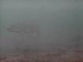 Round Lake muskie