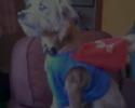 super dog