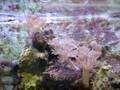videos de Pulsing Xenia doing their thing when powerheads are off