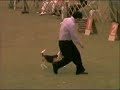 Beagle Per� - Canela en Exposici�n: 275�