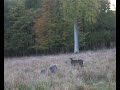 Rutting Sika Deer (Denmark 2008)