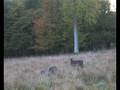 Rutting Sika Deer (Denmark 2008)